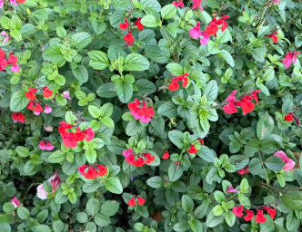 “依法监测，数智赋能，加快建立现代化生态环境监测体系”有关情况